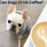 Can Dogs Drink Coffee? 5 Surprising Dangers You Must Know