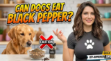Can Dogs Eat Black Pepper? Here’s What You Need to Know!