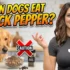 Can Dogs Eat Salami? What You Need to Know Before Sharing Your Snack
