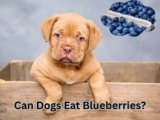 Can Dogs Eat Blueberries? 10 Facts Every Pet Owner Must Know