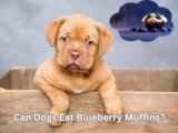 Can Dogs Eat Blueberry Muffins? 5 Shocking Health Risks!