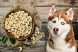 Can Dogs Eat Cashews? 5 Shocking Reasons to Avoid This Nut