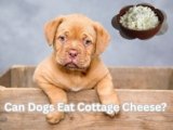 Can Dogs Eat Cottage Cheese? Surprising 7 Secrets