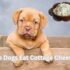 Can Dogs Eat Blueberry Muffins? 5 Shocking Health Risks!