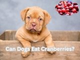 Can Dogs Eat Cranberries? Surprising 6 Benefits