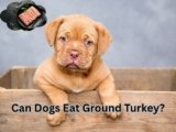 Can Dogs Eat Ground Turkey? 10 Surprising Health Benefits