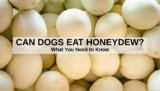 Can Dogs Eat Honeydew? Health Benefits and Potential Dangers-2025