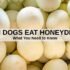 Can Dogs Eat Meatballs from the Store? Processed Meat Risks-2025