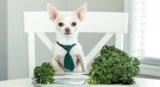 Can Dogs Eat Kale? Nutritional Facts and Feeding Tips-2025