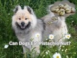 Can Dogs Eat Pistachio Nut? 4 Reasons to Be Cautious