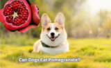 Can Dogs Eat Pomegranate? Vet-Approved Advice in 2025