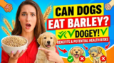 Can Dogs Eat Barley? Benefits & Potential Health Risks
