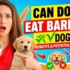 Can Dogs Eat Artichokes? Safety, Benefits, and Preparation Guide