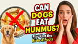Can Dogs Eat Hummus? What You Need to Know Before Sharing Your Dip