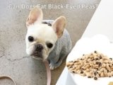 Can Dogs Eat Black-Eyed Peas? 6 Benefits You’ll Love