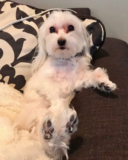 Crusty White Dogs: What’s So Fun About The Innocent Dogs?