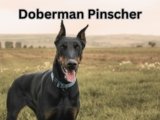 Doberman Pinscher: 5 Key Tips for First-Time Owners