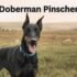 Doberman Pitbull Mix: The Ultimate Guide to This Powerful and Loyal Hybrid