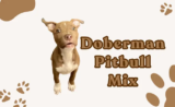 Doberman Pitbull Mix: The Ultimate Guide to This Powerful and Loyal Hybrid