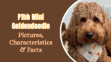 What You Need to Know About F1bb Mini Goldendoodles in 2025