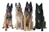Dog Breeds from Belgium: Loyal, Smart, and Versatile Companions-2025