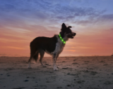 Dog Collar with LED Light: Features to Look For in 2025