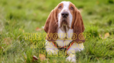 The World of Hound Dog Breeds: A Comprehensive Guide to Breeds, Care, and Community-2025