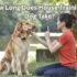 Hill’s Science Diet Adult 1-6: What Dog Owners Need to Know-2025