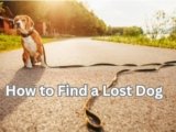 How to Find a Lost Dog: 7 Shocking Mistakes to Avoid