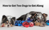 How to Get Two Dogs to Get Along in the Same Household-2025