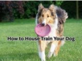 How to House Train Your Dog: 7 Easy Steps for Success