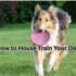 How to Care for Dogs: 5 Daily Habits for a Happy Pet