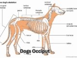 Dogs Occiput: 5 Alarming Signs You Shouldn’t Ignore