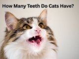 How Many Teeth Do Cats Have? 8 Powerful Reasons to Learn