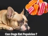 Can Dogs Eat Popsicles? 8 Positive Benefits Revealed