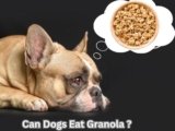 Can Dogs Eat Granola? 6 Amazing Health Risks You Can’t Ignore