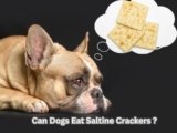 Can Dogs Eat Saltine Crackers? 5 Shocking Dangers