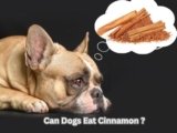 Can Dogs Eat Cinnamon? 6 Risky Dangers You Can’t Ignore