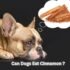 Can Dogs Eat Saltine Crackers? 5 Shocking Dangers