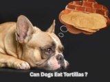 Can Dogs Eat Tortillas? 6 Surprising Health Facts Revealed