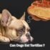 Can Dogs Eat Cinnamon? 6 Risky Dangers You Can’t Ignore