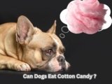 Can Dogs Eat Cotton Candy? Sweet Treat or Toxic Mistake?
