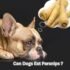 Red Nose Pitbull Guide: Characteristics, Care, Health, and Adoption Tips