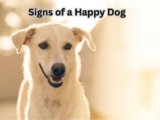 Signs of a Happy Dog: 5 Powerful Indicators of Love