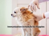 Immunization Schedule for Puppies: 7 Life-Saving Vaccines