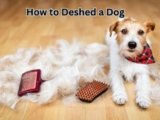 How to Deshed a Dog: 8 Genius Tips for a Cleaner Home