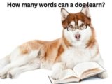How many words can a dog learn? 8 Surprising Secrets Exposed