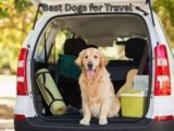 Best Dogs for Travel: 6 Perfect Pups for Road Trips