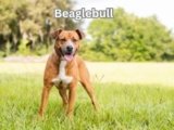 Pitbull Beagle Mix, Beaglebull: 10 Powerful Tips for Owners