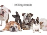 Bulldog Breeds: 5 Stunning Types That Capture Attention